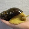 Sale achatina reticulata / Congosnegl XL Krybdyr