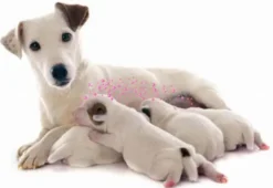Calm Home Diffusor 48 ml til hund Plejemidler Til Hund Med Fokus På Sundhed Og Velvære|Pleje Af Hvalpe - Alt I Plejemidler Til Pels, Poter Og Hud