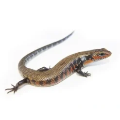 Outlet African Fire Skink (Riopa fernandi) Krybdyr