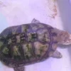 Hot Afrikansk hjelmskildpadde (Pelomedusa subrufa) Krybdyr