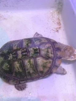 Hot Afrikansk hjelmskildpadde (Pelomedusa subrufa) Krybdyr