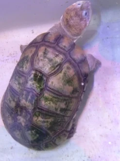 Hot Afrikansk hjelmskildpadde (Pelomedusa subrufa) Krybdyr