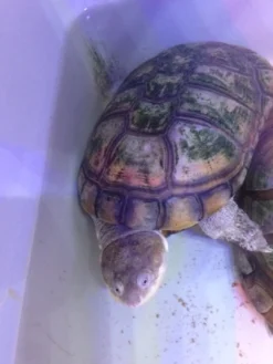 Hot Afrikansk hjelmskildpadde (Pelomedusa subrufa) Krybdyr