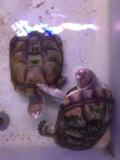 Hot Afrikansk hjelmskildpadde (Pelomedusa subrufa) Krybdyr