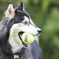 Clearance Air Squeaker tennisball Ø 6,4 cm - sjov bold med piv til hunde Hundelegetøj Til Alle Hunde Leg Og Aktivering Året Rundt|Legetøj Til Hvalpe - Sjov Leg, Aktivering Og Tryghed Fra Første Dag