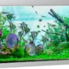 Hot Fusion 900 liter akvarium Akvarier