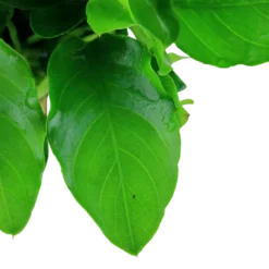 Outlet Anubias barteri var. nana Large potte Akvarieplanter