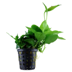 Outlet Anubias barteri var. nana Large potte Akvarieplanter