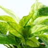 Discount Anubias barteri var. nana Pinto potte Akvarieplanter