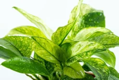 Discount Anubias barteri var. nana Pinto potte Akvarieplanter