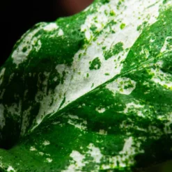 Discount Anubias barteri var. nana Pinto potte Akvarieplanter