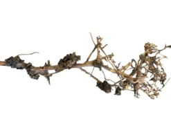 Clearance Aquascaping Root 25-35 cm Aquascaping|Dekoration Til Terrarier