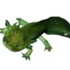 Outlet Axolotl (Ambystoma Mexicanum Green) - det evige larvestadie i akvariet Krybdyr
