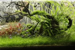 Hot Amazonas 100 cm Akvariebaggrunde