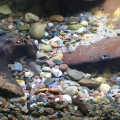 Amazonas Substrat Aquascaping