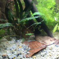 Best Borneo Substrat Aquascaping
