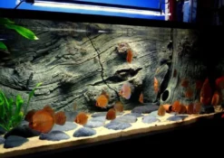 Discount Orinoco Juwel 80 cm Akvariebaggrunde