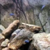 New Rocky-Juwel 100x47 cm Akvariebaggrunde