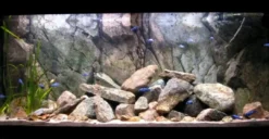 New Rocky-Juwel 100x47 cm Akvariebaggrunde