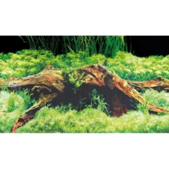 Baggrund til akvarium Beplantet og mos (30 cm høj) 60 cm Akvariebaggrunde