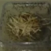 Sale Bananfluer bæger ca 2-3mm Drosophila Hydei Foder & Vitaminer Til Krybdyr