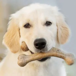 Clearance Puppy Wishbone Bacon M - hvalpe tyggeben med bacon Hundelegetøj Til Alle Hunde Leg Og Aktivering Året Rundt|Legetøj Til Hvalpe - Sjov Leg, Aktivering Og Tryghed Fra Første Dag