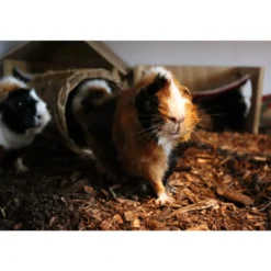 Sale BIOBED bioaktivt strøelse 18 L Bundlag Til Gnavere & Kaniner|Bundlag Og Udstyr Til Fuglebure