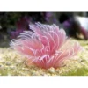 Hot Bispira Guinensis Pink Børsteorm Anemone, Bløddyr Og Snegle Til Saltvand