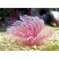 Hot Bispira Guinensis Pink Børsteorm Anemone, Bløddyr Og Snegle Til Saltvand