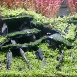 Clearance Black Slate Rock - Skifersten til Akvarie & Terrarie pr kg Aquascaping|Dekoration Til Terrarier