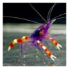 Discount Blå Håndboldmålreje (Stenopus tenuirostris) Anemone, Bløddyr Og Snegle Til Saltvand