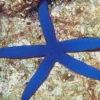 Clearance Blå Søstjerne (Linckia laevigata) Anemone, Bløddyr Og Snegle Til Saltvand