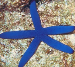 Clearance Blå Søstjerne (Linckia laevigata) Anemone, Bløddyr Og Snegle Til Saltvand
