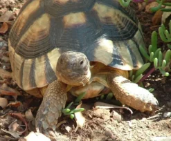 Discount Bredrandet Landskildpadde (Testudo marginata) Krybdyr