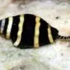 Discount Bumble bee snail (Pusiostoma mendicaria) Anemone, Bløddyr Og Snegle Til Saltvand