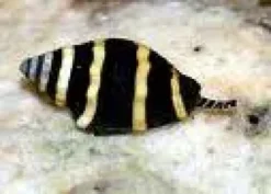 Discount Bumble bee snail (Pusiostoma mendicaria) Anemone, Bløddyr Og Snegle Til Saltvand