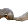 Discount Callosciurus notatus plantain Egern Krybdyr
