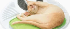 Discount Senses Wellness Center Kradsetræer Og Klatremøbler Til Kat