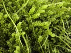 Best Caulerpa racemosa (alge til saltvand) Vindrue alge Saltvandskoraller|Dekoration Til Saltvand