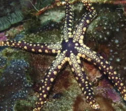 Sale Celerina Heffermani søstjerne Anemone, Bløddyr Og Snegle Til Saltvand