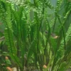 Discount Cryptocoryne aponogetifolia (Hammerslået) Akvarieplanter