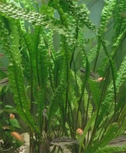 Discount Cryptocoryne aponogetifolia (Hammerslået) Akvarieplanter
