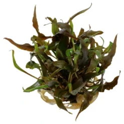Hot Cryptocoryne undulata Broad Leaf 1-2-GROW Akvarieplanter