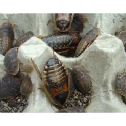 Outlet Dubia kakerlak 0,5 kg (blandet størrelser) Blaptica dubia Foder & Vitaminer Til Krybdyr