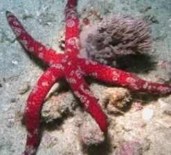 Outlet Echinaster Luzonicus Søstjerne Lilla og rødlig Anemone, Bløddyr Og Snegle Til Saltvand