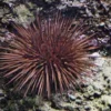 Outlet Echinometra Lucunter søpindsvin Anemone, Bløddyr Og Snegle Til Saltvand