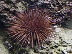 Outlet Echinometra Lucunter søpindsvin Anemone, Bløddyr Og Snegle Til Saltvand