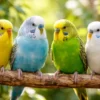 Online Engelsk Undulat unge (Melopsittacus undulatus) Eksotiske Fugle