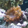 Online Entacmaea quadricolor Anemone Mix Farver Anemone, Bløddyr Og Snegle Til Saltvand