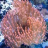 Entacmaea Quadricolor Anemone Anemone, Bløddyr Og Snegle Til Saltvand